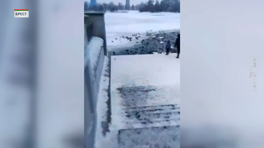 «Зимние столовые» – волонтёры помогают диким животным пережить суровую зиму