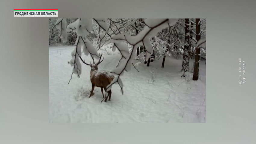 «Зимние столовые» – волонтёры помогают диким животным пережить суровую зиму