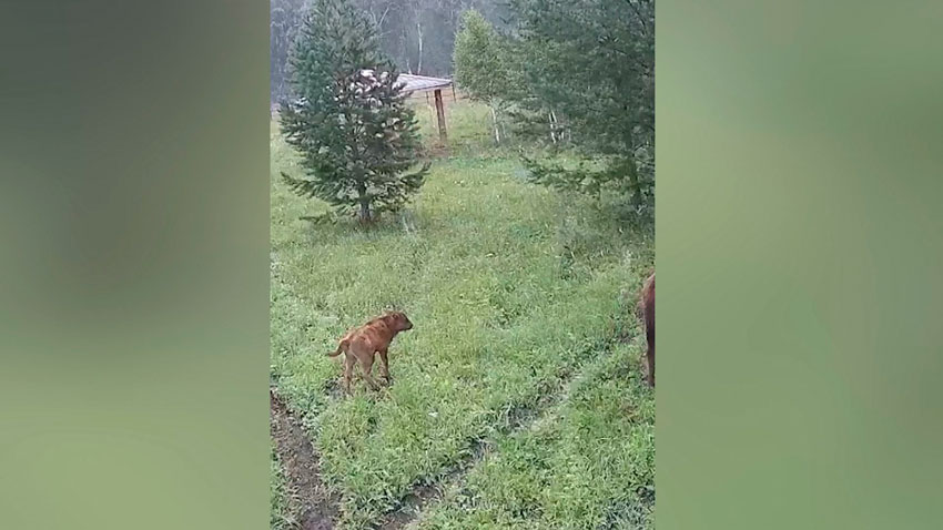 В Башкортостане в объектив фотоловушки попал детёныш белорусских зубров