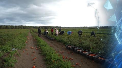 Страна полностью обеспечивает себя основной сельхозпродукцией