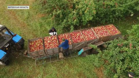 Насколько Беларусь обеспечена яблоками