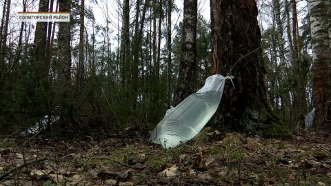 Всего лесхозы региона планируют получить почти 4 тысячи тонн полезного напитка