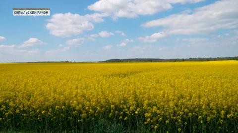 В Беларуси завершён сев ранних зерновых и зернобобовых, сахарной свёклы и льна