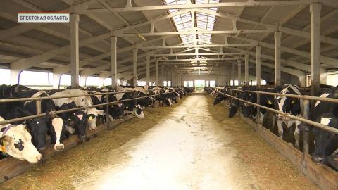 Брестская область бьет рекорды по реализации молочной продукции перерабатывающим предприятиям