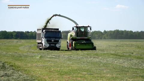 В Беларуси завершился сев ранних зерновых культур и сахарной свеклы. Почти закончили и закладку кукурузы
