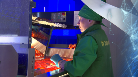 Производство яиц в Беларуси за пять месяцев увеличилось почти на 17 % год к году