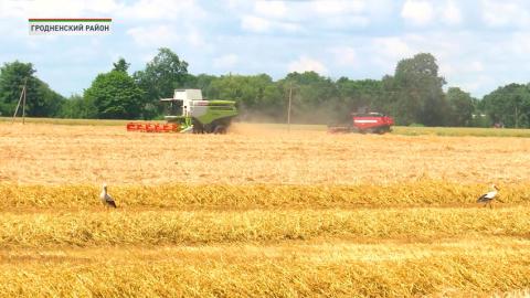 Гродненская область сможет убрать зерновые за 25 дней