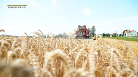 В Беларуси намолочено более 6,1 млн тонн зерна с учётом рапса
