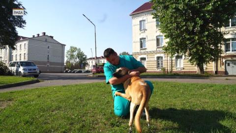 Уникальную ветеринарную операцию специалисты провели в Лиде. Собаке по имени Патрик установили сразу два бионических протеза