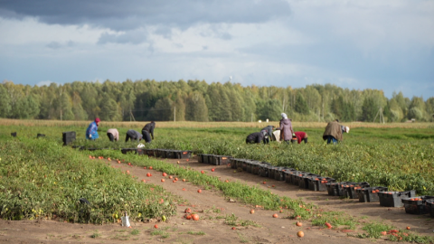 Обеспечение внутреннего рынка плодоовощной продукцией в межсезонный период