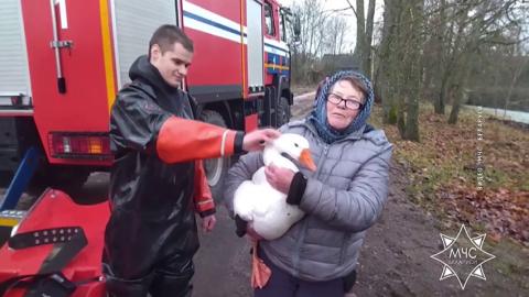 в Мядельском районе спасатели помогли гусю