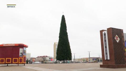 Одну из самых больших в Европе живых новогодних ёлок установили в Витебске