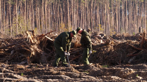В Беларуси готовятся к кампании, направленной на восстановление лесов, пострадавших в том числе в результате разгула стихии