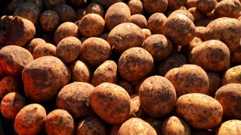 Новый урожай картофеля появился в продаже