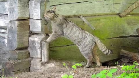 Кот