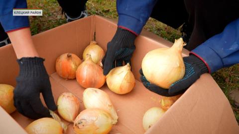 В Клецком районе школьники вырастили достойный урожай