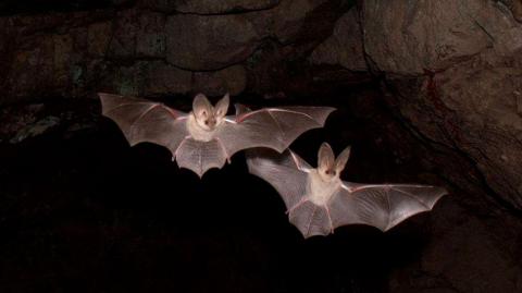 Летучие мыши