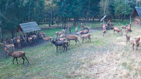 В Беловежской пуще онлайн-камера зафиксировала рекордное стадо оленей
