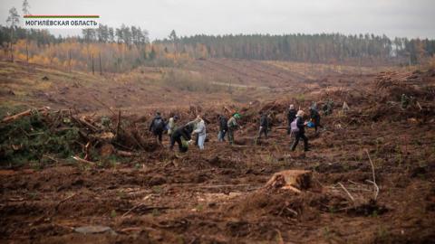 Почти 14 га леса помогли восстановить представители ФПБ в Могилёвской области
