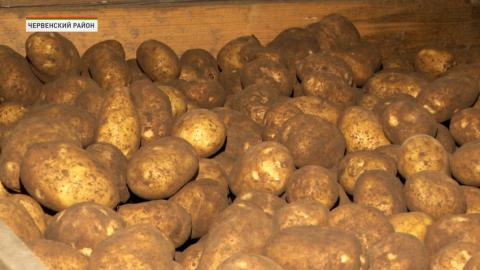 В Беларуси накопано более полумиллиона тонн картофеля