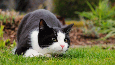 В Украине призвали заменить кошачье «мяу» на «няв»