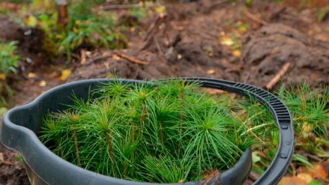 Более 18 млн деревьев высажено в рамках акции «Дай лесу новае жыццё!»