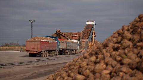 Урожай-2025. В Беларуси завершилась уборка сахарной свёклы