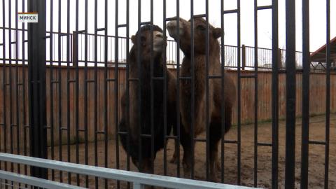 В минском зоопарке теперь можно увидеть новых животных