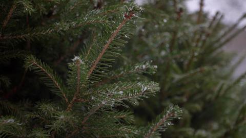 Белорусские лесхозы организуют более тысячи ёлочных базаров по всей стране