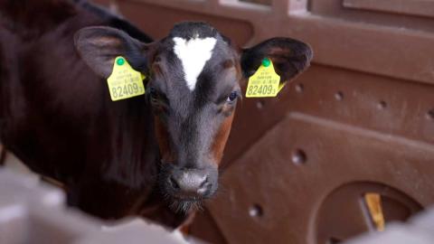 Президент подписал указ об обеспечении страховой защиты сельхозпроизводителей