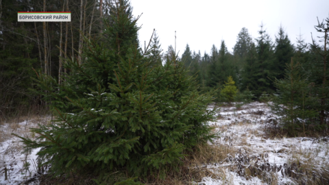 Как лесхозы подготовились к продажам?