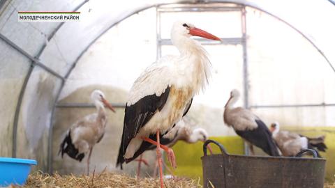 Спасение пернатых! Как белоруска помогает аистам, не улетевшим на зимовку?