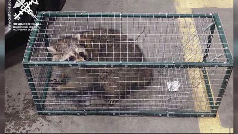 Енот из США