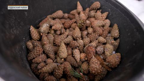 В Беларуси открыт сезон заготовки шишек