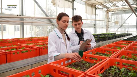 В Беларуси выводят новые гибридные сорта свёклы