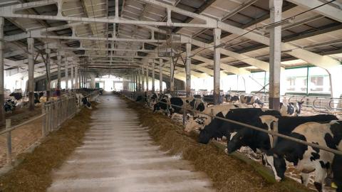 В Щучинском районе порядка 730 голов КРС погибло из-за служебной халатности руководителя хозяйства