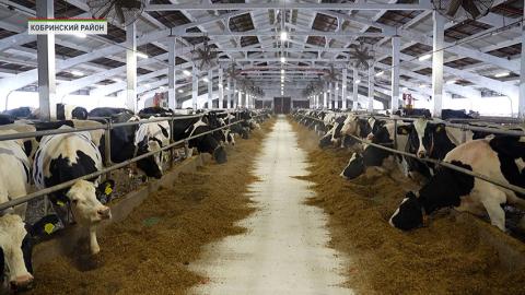 Животноводство