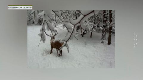 «Зимние столовые» – волонтёры помогают диким животным пережить суровую зиму