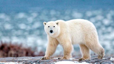 Учёные 4-х стран примут участие в конференции по изучению белого медведя