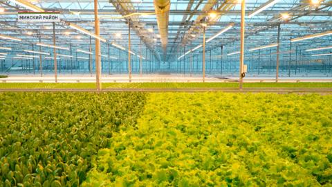 Турчин с рабочей поездкой посетил тепличный комбинат