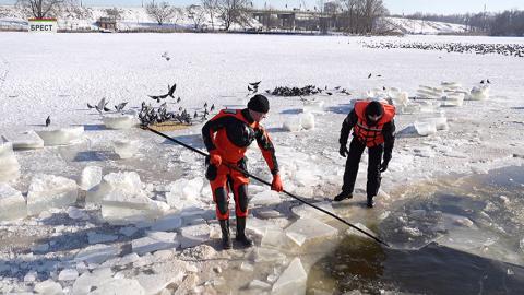 В Бресте сотрудники МЧС и местные жители помогают зимующим птицам