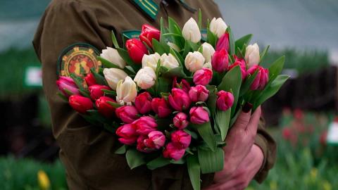 В теплицах белорусских лесхозов выращивают тюльпаны