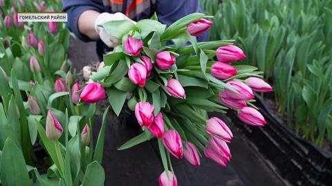 К Международному женскому дню в теплицах Гомельского опытного лесхоза вырастили около 30 тысяч тюльпанов