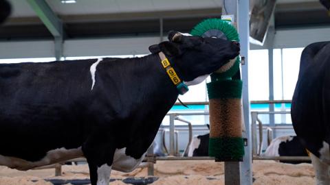 V Международный отраслевой форум «Молочная ферма» проходит на площадке BELEXPO