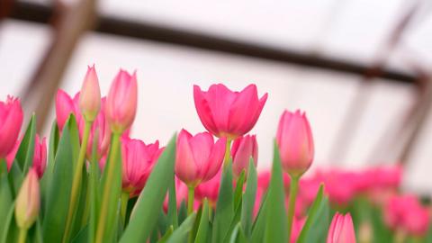 В Минске организуют более 180 точек продажи цветов к 8 марта