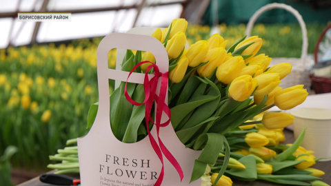 Яркие весенние цветы распустились в теплицах Борисовского лесхоза