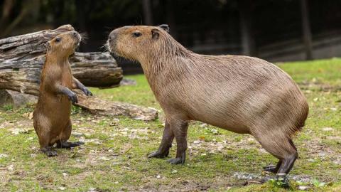 В хабаровском зоопарке отвергли идею по обмену белого медведя на капибар