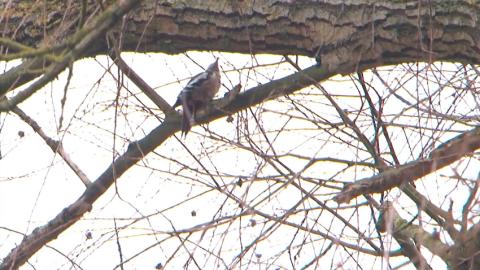 Перелетные птицы возвращаются в Беларусь после зимы