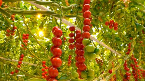 Тепличный комбинат Минска будет выращивать жёлтые и шоколадные томаты