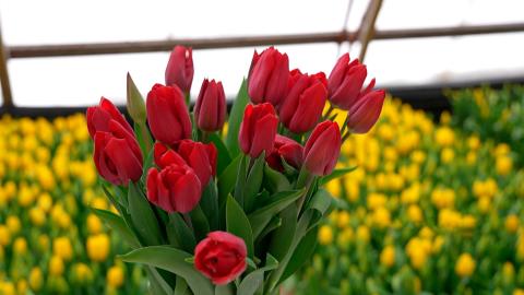 Тюльпаны
